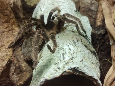 Lasiodora parahybana - De Zonnegloed - Dierenpark - Dieren opvangcentrum - Sanctuary